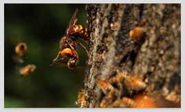 장수말벌과 꿀벌의 혈투