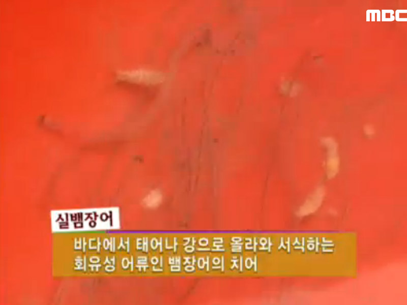 바다에서 金을 캔다, 서천 실뱀장어 3. 봄 캐러 떠나보세~! 영양 산나물! 4. 솜사탕 같은 평택의 귀염둥이, 산양! | 119회 | 그린실버 고향이... 
