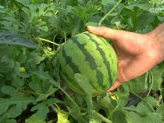 그린실버 고향이 좋다 176회