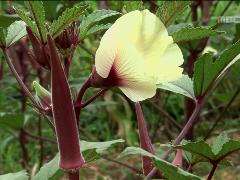 그린실버 고향이 좋다 185회