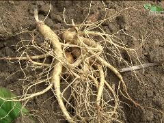 그린실버 고향이 좋다 188회