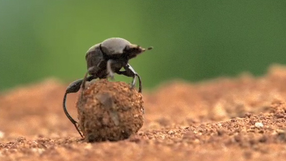 01_긴다리소똥구리 클립