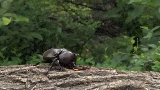 03_장수풍뎅이의 수액 전쟁 클립