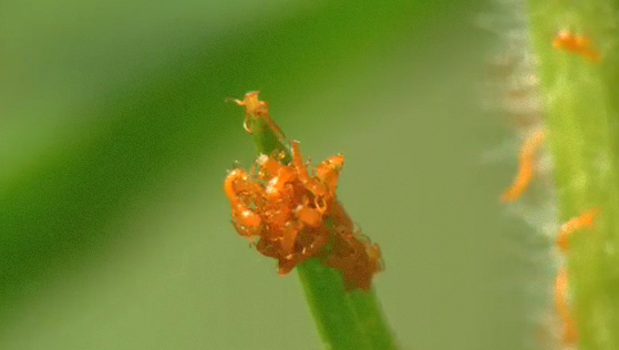 04_뒤영벌과 남가뢰 클립