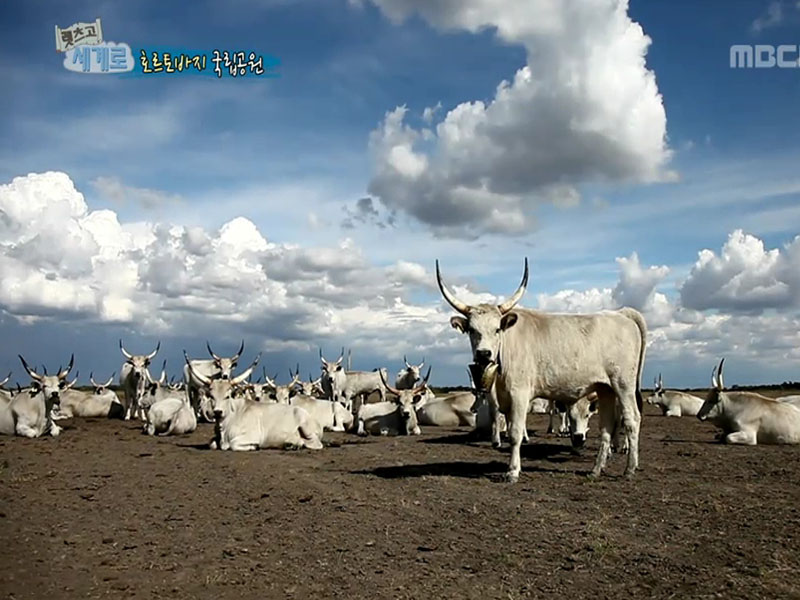 헝가리의 전설을 찾아서