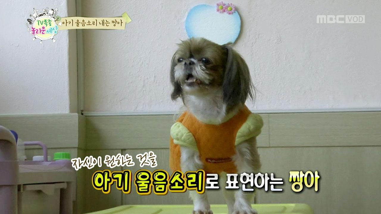 플레이어