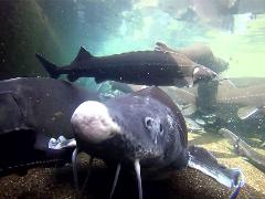 그린실버 고향이 좋다 217회