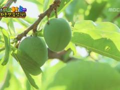 늘 푸른 인생 520회