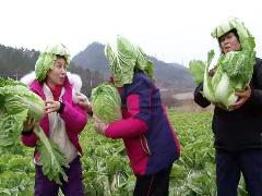 그린실버 고향이 좋다 255회