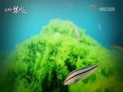 MBC 네트워크특선  769회