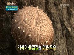 그린실버 고향이 좋다 295회