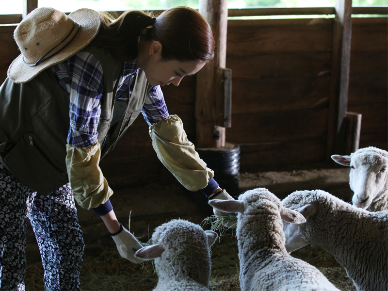 [생생현장] 양들도 여배우를 좋아해~ 클립