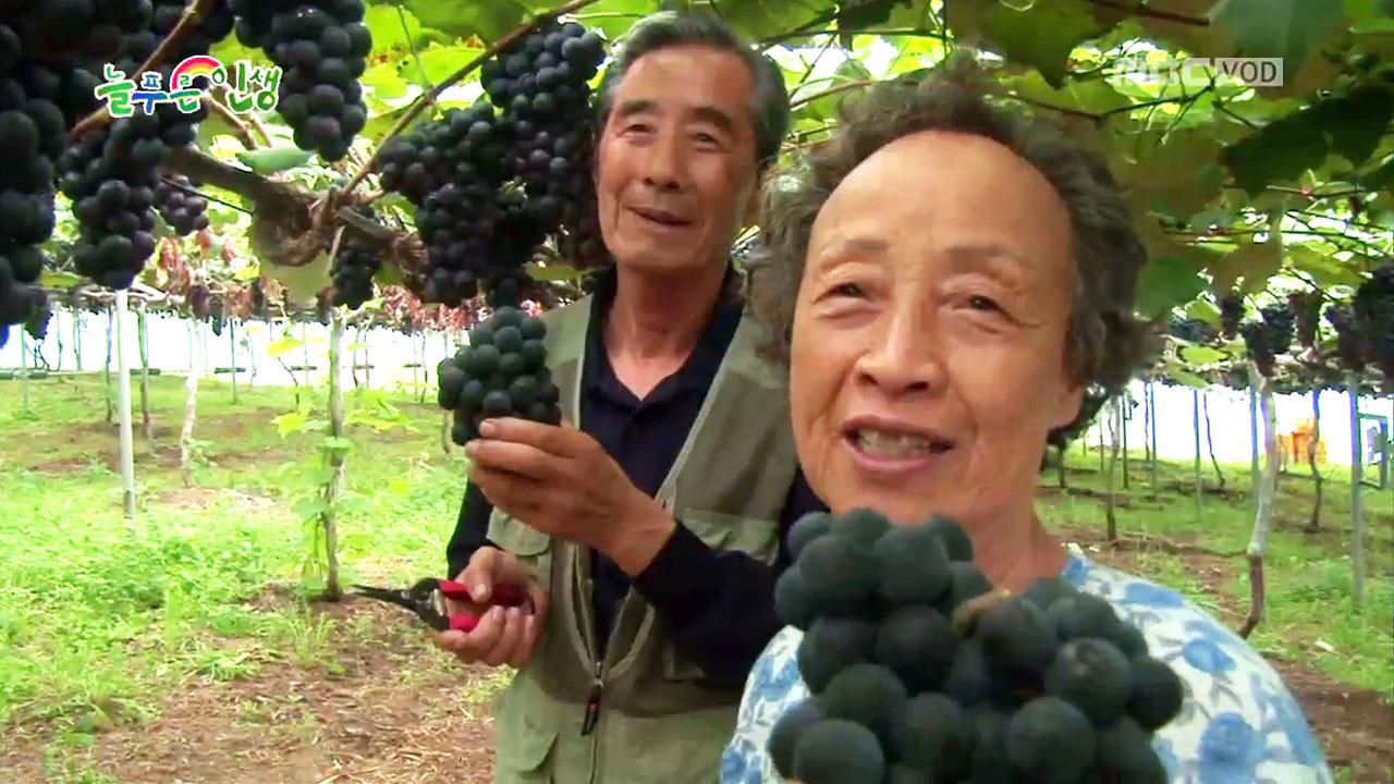 충청북도 영동군 임계리 황금을 따는 마을 | 572회 | 늘 푸른 인생 | 만나면 좋은 친구 MBC 늘 푸른 인생 | 만나면 좋은 친구 MBC