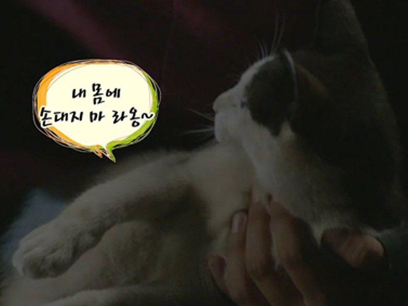 나 비싼 고양이다옹, 해피타임에 소개 [관련TV영상] 클립