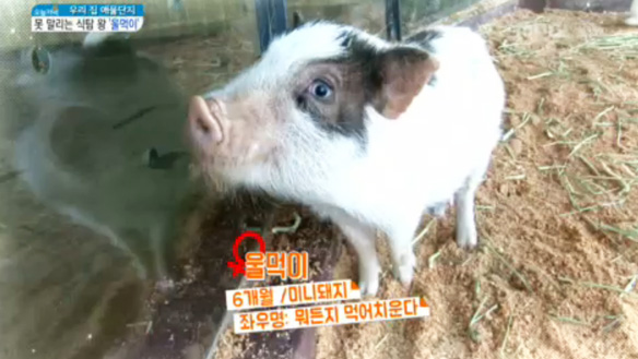 1. 못 말리는 식탐 왕, 울먹이<Br>2. 무한리필 돼지고기&해산물 찜이 13,900원!<Br>3. '원숭이' 코미디언 이원승의 인생 3막<br>4. 남녀가 유별한 한정식 집의 비밀