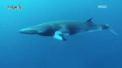 MBC 특집 다큐멘터리 296회