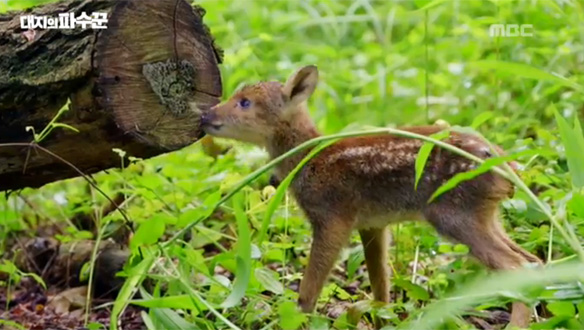 UHD 특집 DMZ 더 와일드 2부 대지의 파수꾼