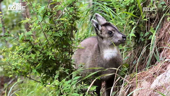 UHD 특집 DMZ 더 와일드 3부 공존의 땅