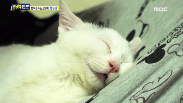 책방집 당나귀 - 홍철과 반려당 홍키의 좌충우돌 여름 캠핑 나들이!