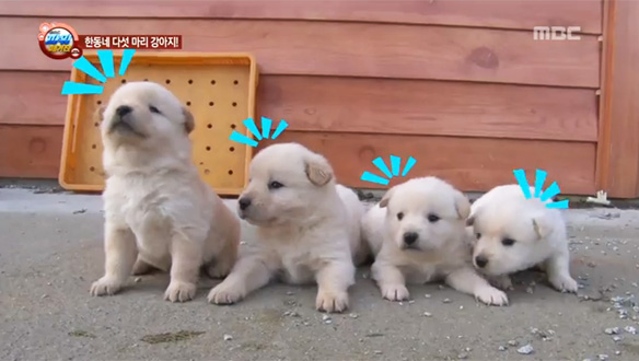 1. [신년 특집] 한동네 스물여덟 마리 강아지! 아빠는 누구?<br>2. [건강] 심장이 보내는 경고음, 심혈관질환<br>3. [여행] 동전이 붙는 바위가 있다?! 소원명당 동전바위<br>4. [제철 먹거리] 겨울 바다 진객, 황금 대물이 돌아왔다!