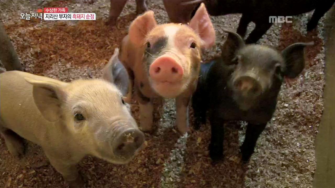 2.지리산 부자의 흑돼지 순정 3.가을 가기 전에 만나야 할 순천의 맛! 4.낭만을 그리는 산골 사나이 5.피라미드 완공의 비밀, 00을 먹어라?... 