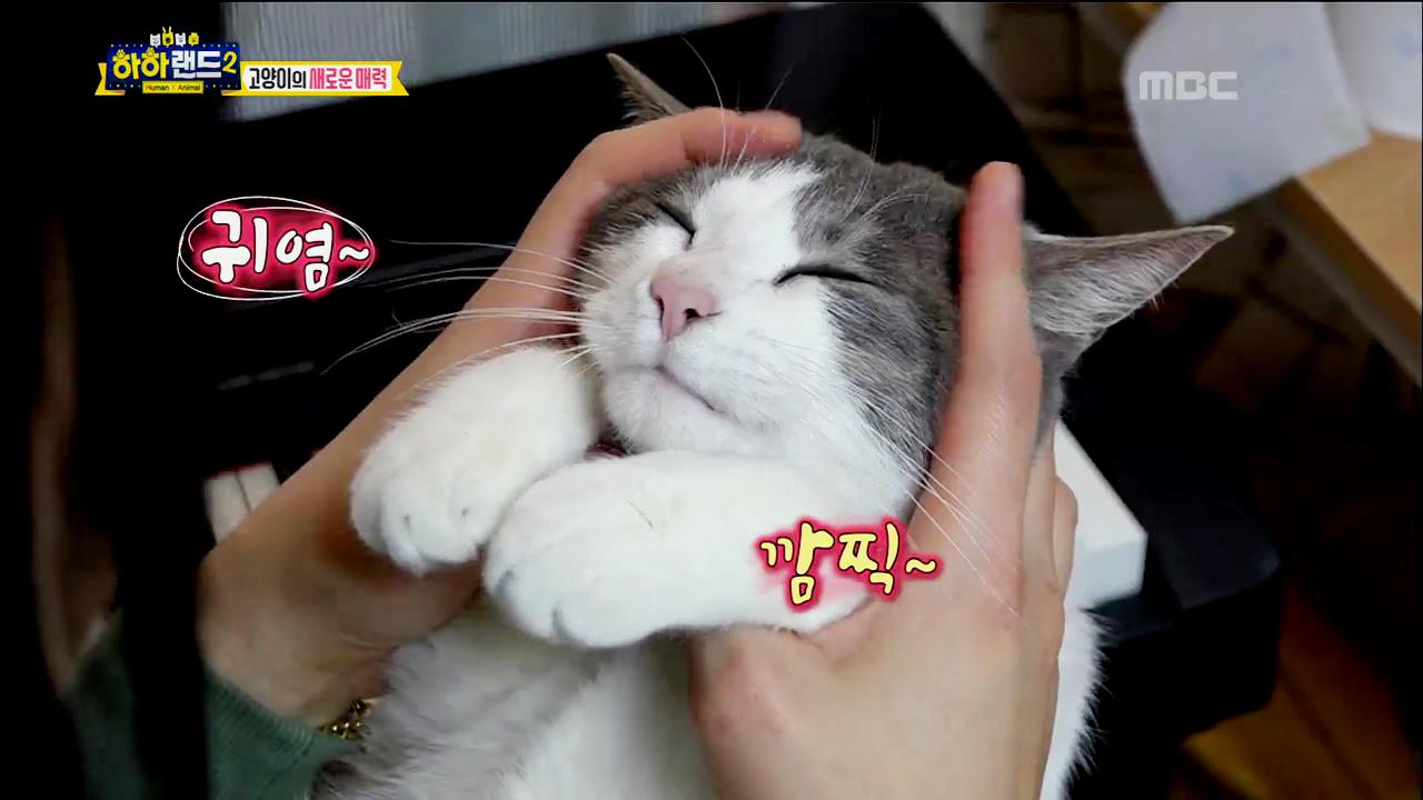 플레이어