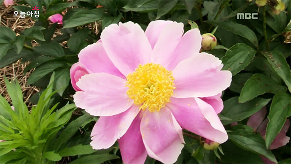 1.폭우에 침수된 마을, 평창올림픽 때문에? <br>2. 보기 좋은 꽃이 몸에 더 좋다?! 5월의 꽃  '작약<br>3. 흰옷, 매일 새 옷처럼 입는 비법이 있다?! <br>4. 꿈을 현실로 만드는 사람들<br>5.휴먼다큐 사랑 '당신은 나의 금메달'