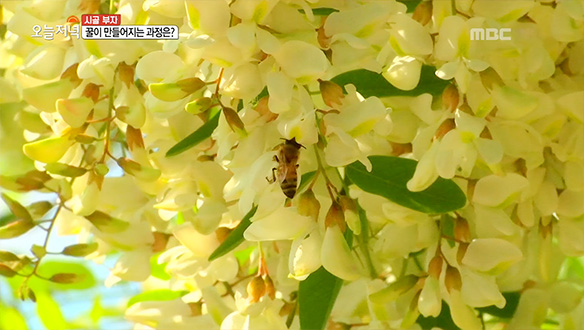 검색 결과(다시보기) | GO! MBC 검색 결과(다시보기) | Go! Mbc