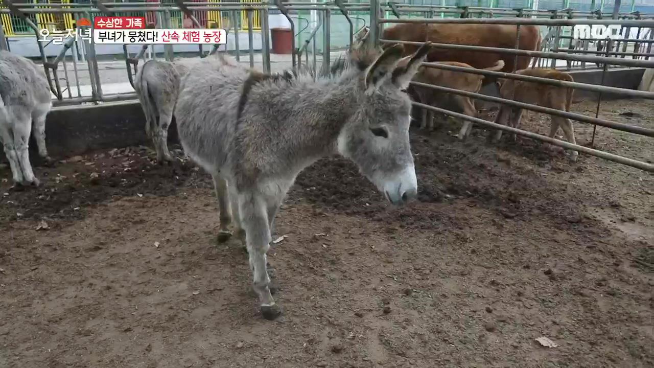 플레이어