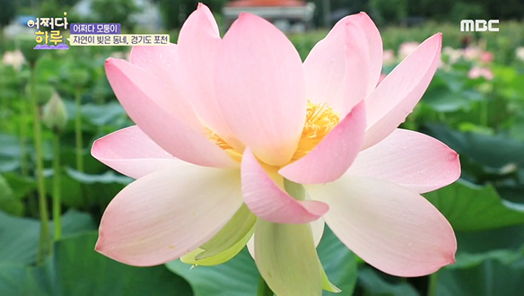 1. 어쩌다 취준생 - 청년을 위한 보금자리는 어디에?<br>2. 어쩌다 모퉁이 - 자연이 빚은 동네 <경기도 포천><br>3. 어쩌다 인생 - 28년째 사랑을 전하는 남자  