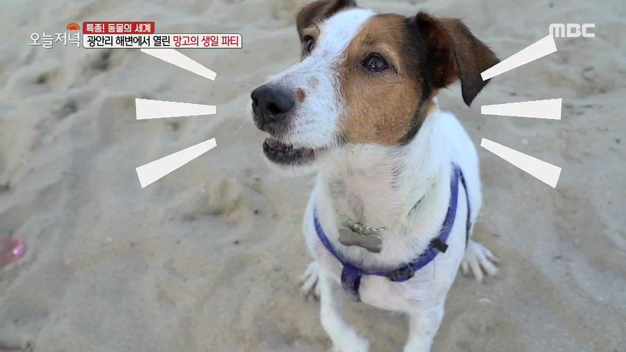 플레이어
