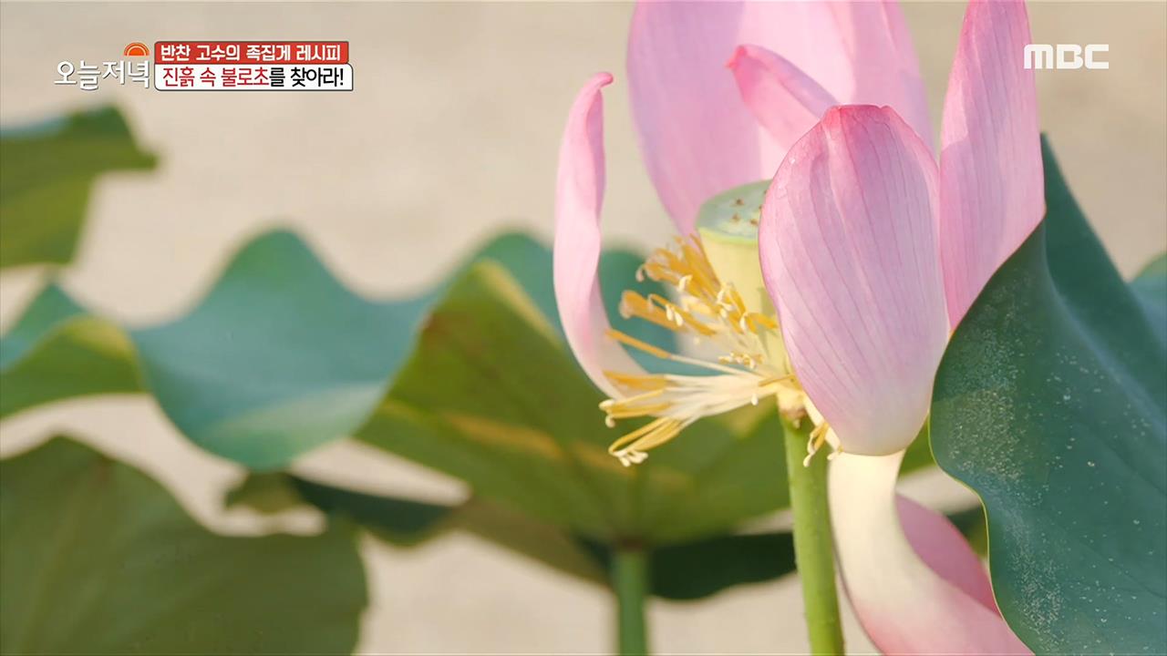 플레이어