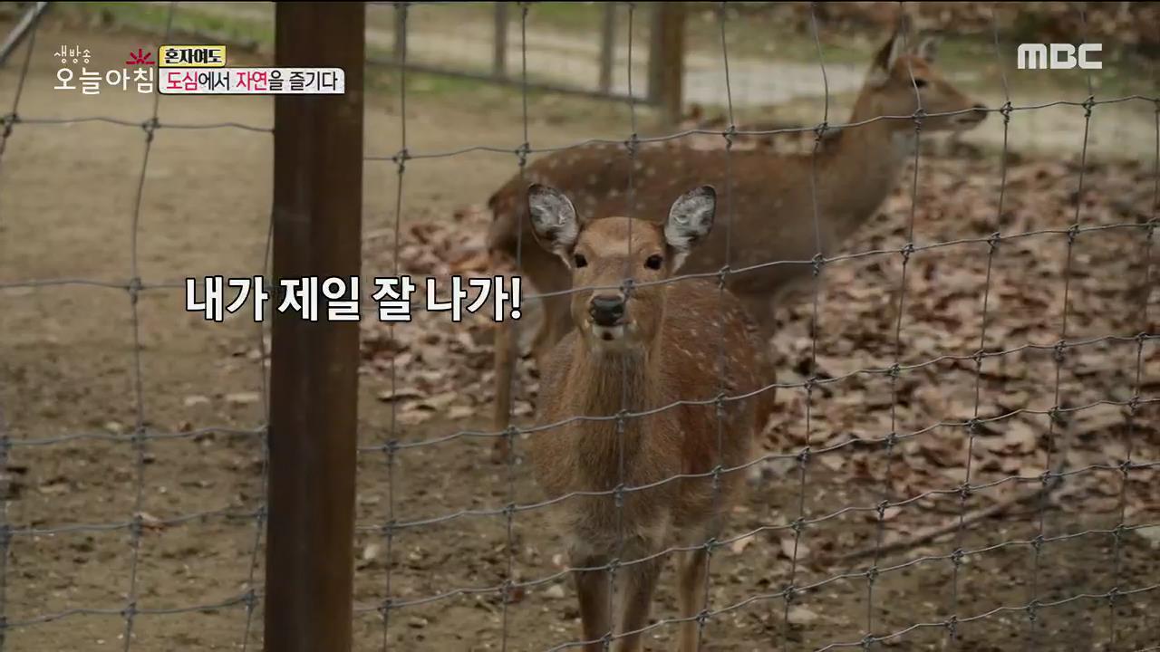 플레이어