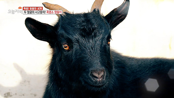 1. 강아지의 탈을 쓴 염소가 나타났다?!<br>2. 단돈[ ? ]원! 잔칫상 뺨치는 21첩 여수 한상? <br>3. 현지인이 사랑하는 제주 어멍의 손맛은?<br>4. 15인승 버스의 카페 같은 변신!<br>5. 만을 부르는 수면부족, 원인은?