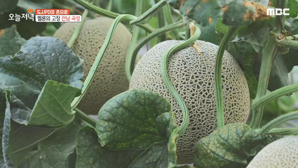 1. 효창공원 노포 간식 투어<br>2. 한 가지 메뉴로 승부하다!<br>3. 경상북도 영덕군'인량 마을'<br>4. 뭣이 중헌디?! 곡성 멜론 수확현장