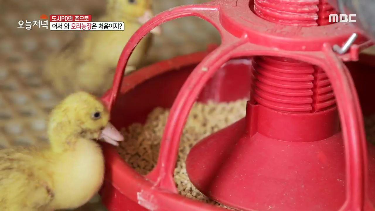 플레이어