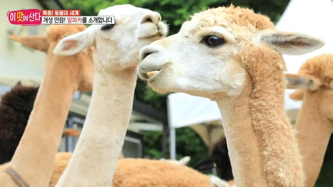 플레이어