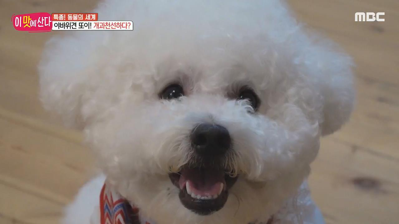 플레이어