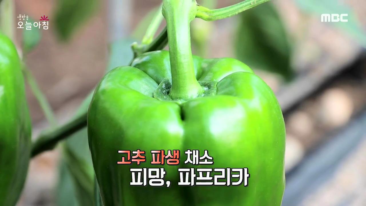 플레이어