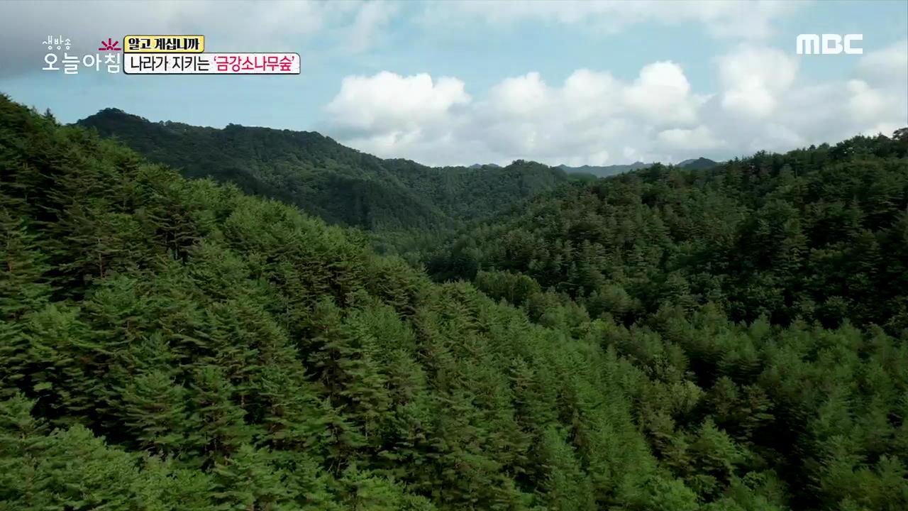 플레이어