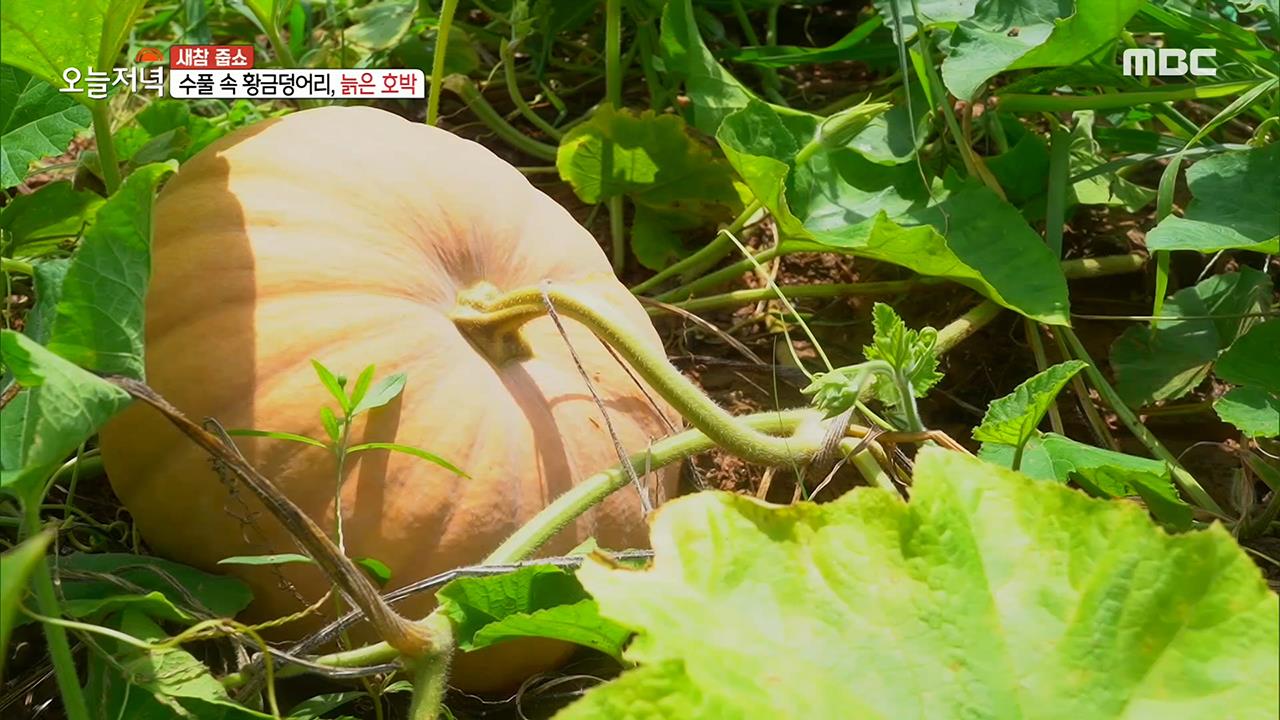 플레이어