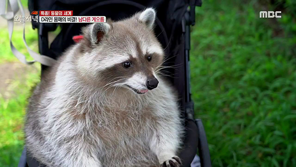 1. 내 집 마련의 첫걸음, 사전청약!<br>2. 365일 다이어트 중! 게으름뱅이 동심이<br>3. 30여 종 산해진미 무한리필, 가격은?<br>4. 팔십청춘! 자연인 부부의 차박 여행<br>5. 강철체력! 황장군과 함께하는 환절기 건강법