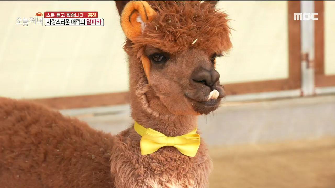 플레이어