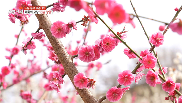 1. 전남 광양<br>2. 월 매출 5천만 원! 떡갈비의 비밀은? <br>3. '시장 아지매의 힐링 브이로그 in 서산 <br>4. 갯벌의 여왕벌, 노모(老母)의 사연은?