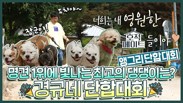 [기획영상] 여름맞이 경규네🎉앵그리 패밀리의 단합대회 개최🎉 최고의 명견 자리를 위한 두치와 룽지의 개인기 대결!🤗 클립