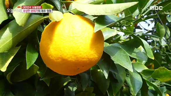 1. 월 매출 1억 원! 대박 난 1+1 메뉴는? <br>2. 일도 하고 여행도 한다! 생계형 자작캠핑카 <br>3. 이중 생활하는 수상한 정원사의 정체는? <br>4. 남원 맥가이버! 90세 노모를 위한 특별한 선물은?