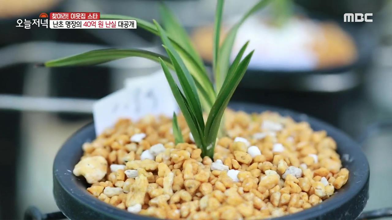플레이어