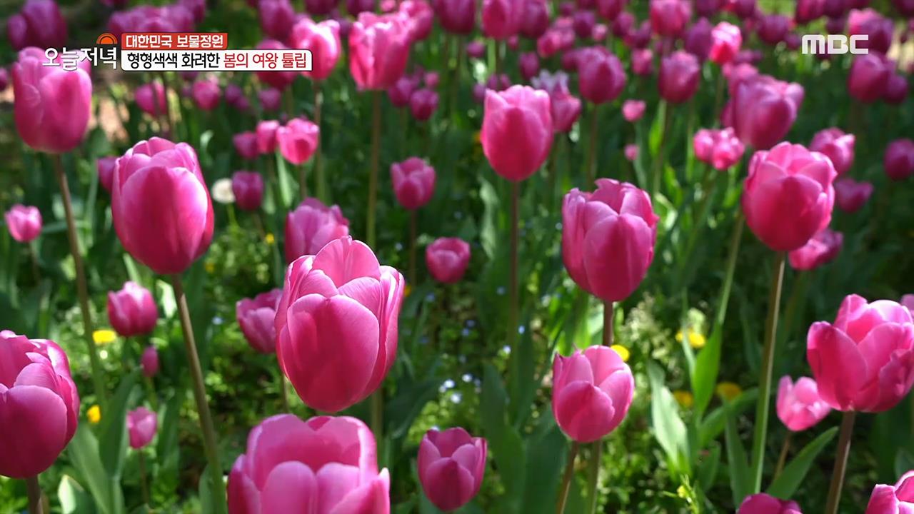 플레이어
