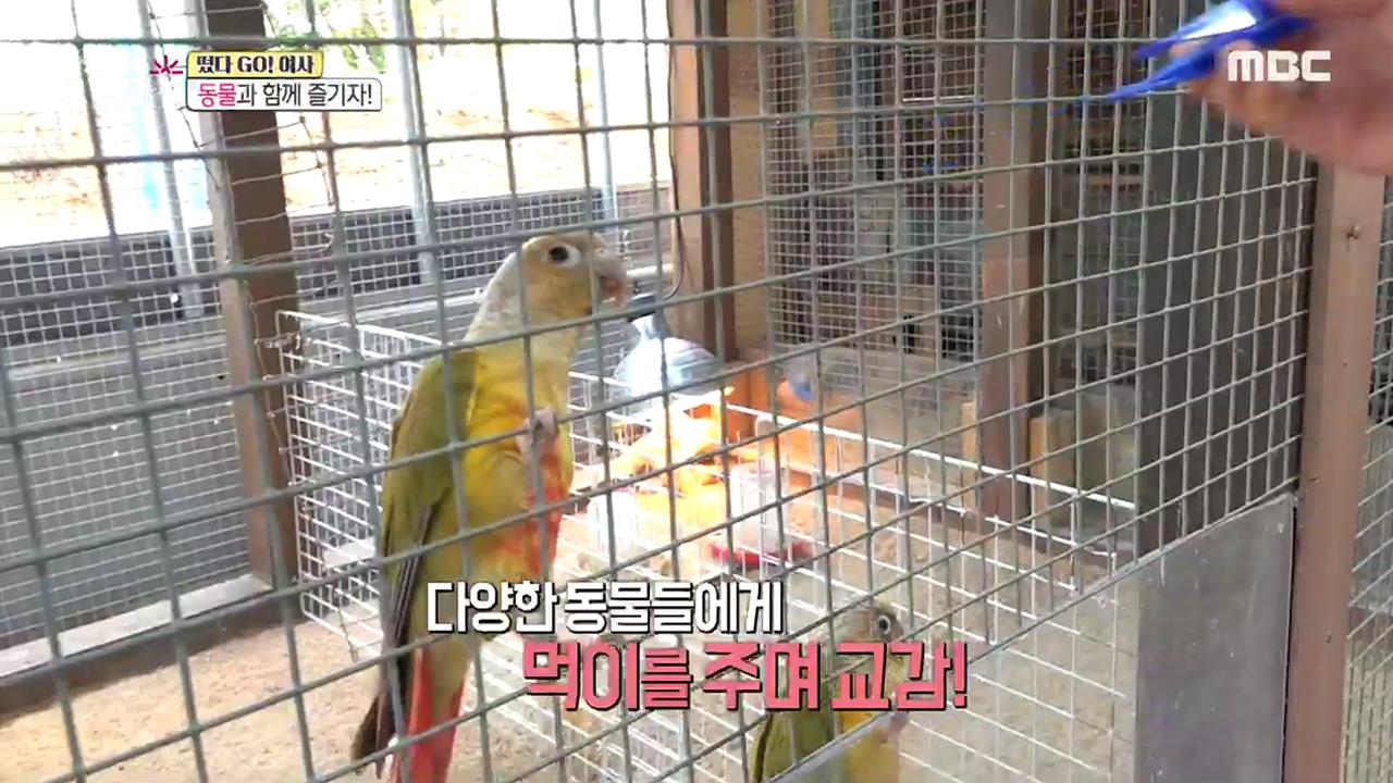플레이어