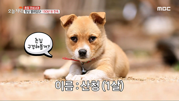 1. 손자를 위해 시골로 간 부부 <br>2. 날마다 매진! 건새우대파김밥 <br>3. 月 10만 원으로 얻은 150년 된 한옥?